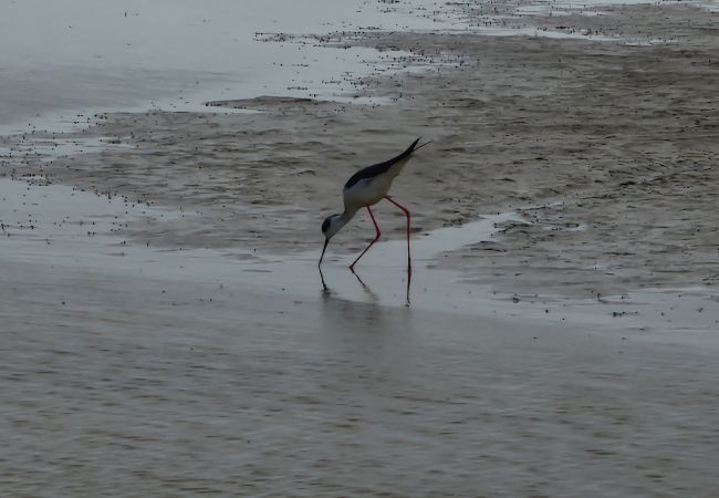 Maison à Riumar - Agostino Maison à Riumar - Agostino