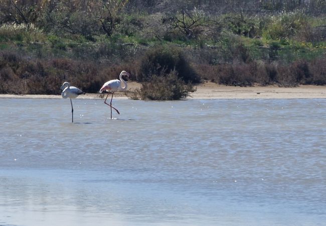 Maison à Riumar - Agostino Maison à Riumar - Agostino